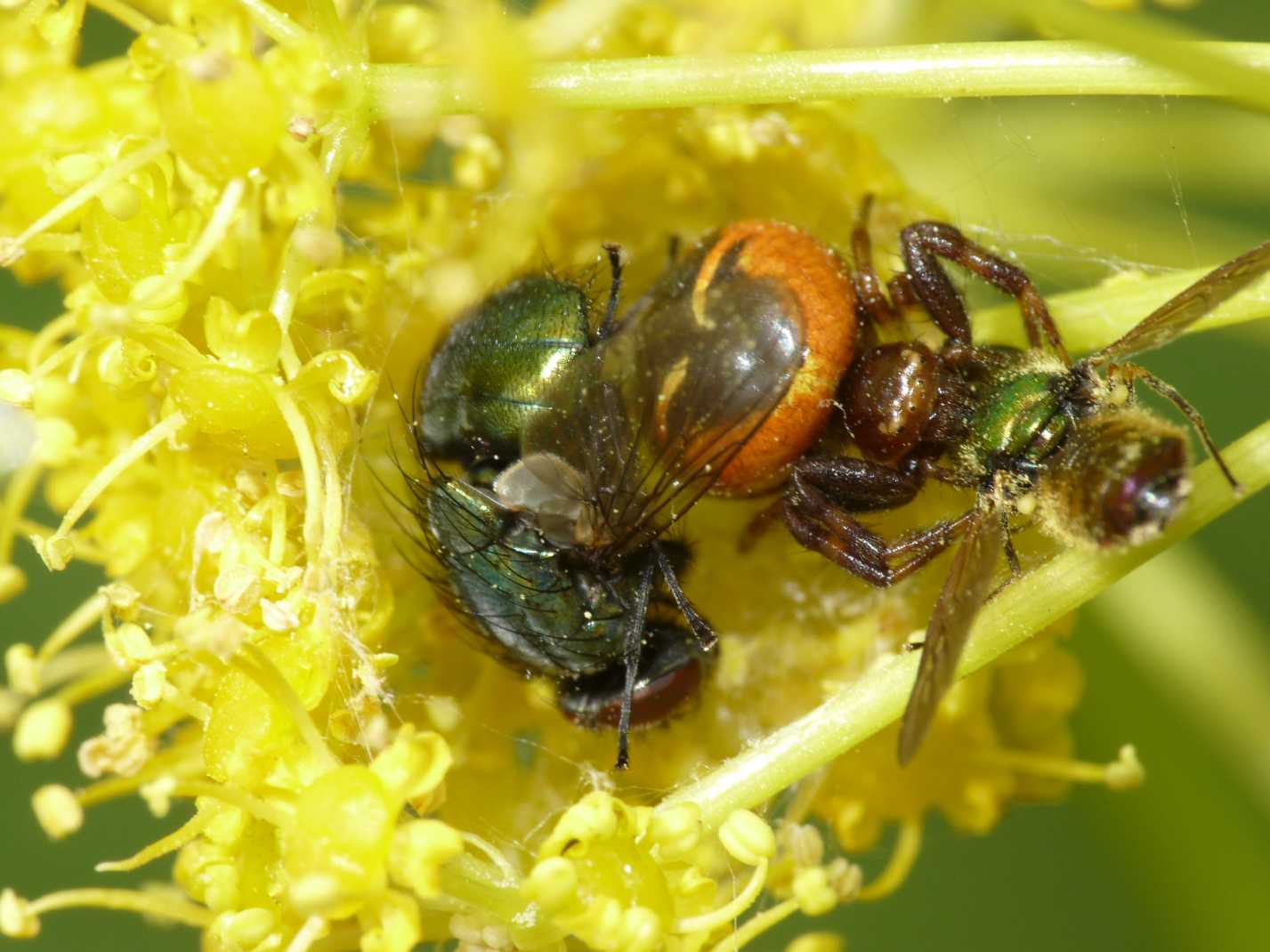 Synema globosum: variazioni sul tema